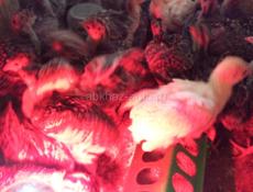 Продаются индюшата