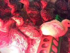 Продаются индюшата