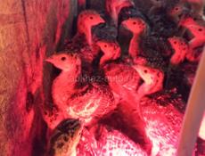 Продаются индюшата