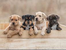 Возьму даром щенка!