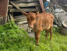 Теленок 2,5м