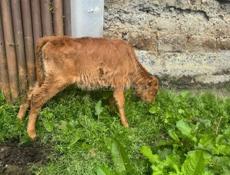 Теленок 2,5м