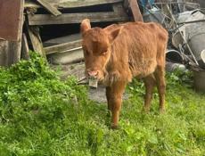 Теленок 2,5м