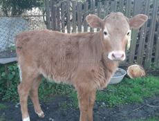 Продаётся телка 3 месячная