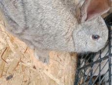 Взрослые кролики