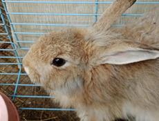 Взрослые кролики