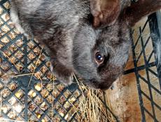 Взрослые кролики