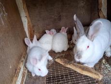 Кролики больших и карликовых пород