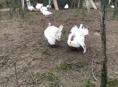 Продаются индюки (белая широкогрудая)