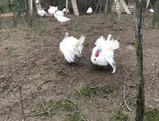 Продаются индюки (белая широкогрудая)