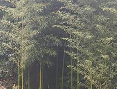 Бамбук любого размера 