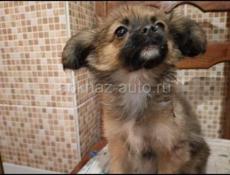 Продаём щенков чихуахуа
