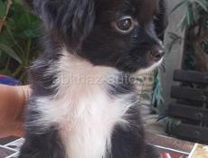 Продаём щенков чихуахуа