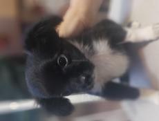 Продаём щенков чихуахуа