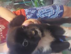 Продаём щенков чихуахуа 