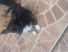 Продаём щенков чихуахуа