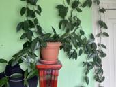 Большая лиана Хойя