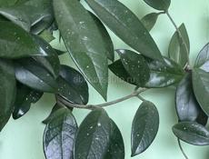 Большая лиана Хойя