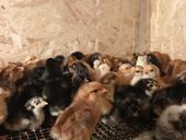 Цыплята мясо яичной породы  2 дневки 