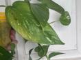 Эпипремнум золотистый