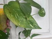 Эпипремнум золотистый