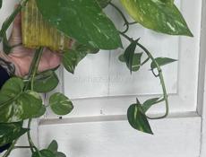Эпипремнум золотистый