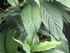 Спатифиллум