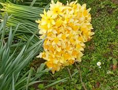 Продам нарцизы 