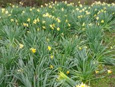 Продам нарцизы 