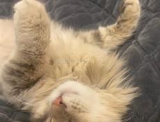 Куплю в Очамчире 