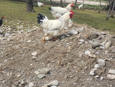 Молодые петушки 5 месяцев, продажа