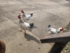 Молодые петушки 5 месяцев, продажа