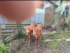 Срочно Продаю Телят!!!