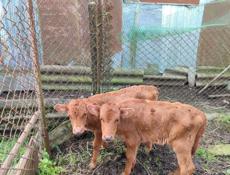 Срочно Продаю Телят!!!