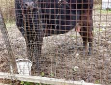 Карова и две годичные тёлки