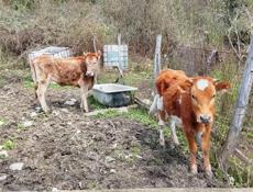 Карова и две годичные тёлки