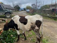 продаются тёлки маладие ряби 40 красный  30