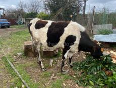 продаются тёлки маладие ряби 40 красный  30