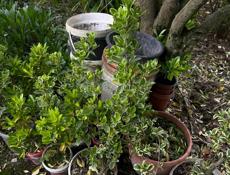 Бересклет японский