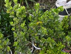 Бересклет японский 