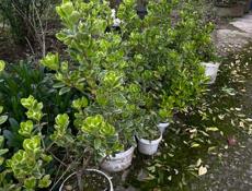 Бересклет японский