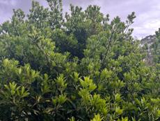 Бересклет японский