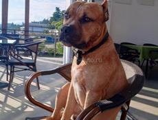 Ищу невесту