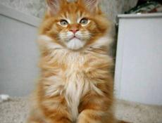 Куплю или приму в дар рыжего котёнка