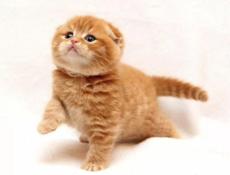 Куплю или приму в дар рыжего котёнка 