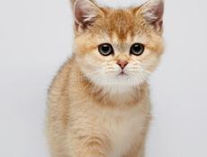 Куплю или приму в дар рыжего котёнка