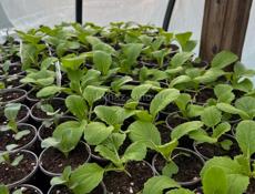 Рассада Пекинской капусты 