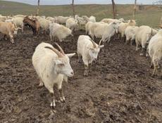 Козы Бараны Овцы