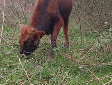 Бычок 10 месяцев 50 кг 30 т срочна