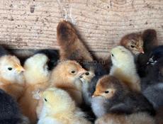 ЦЫПЛЯТА ХОРОШЕЙ ПОРОДЫ.